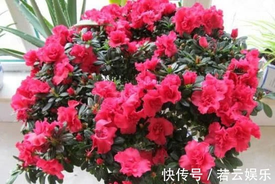 悄悄告诉你,养花学会“这3招”,不黄叶不烂根,花卉蹭蹭长爆盆