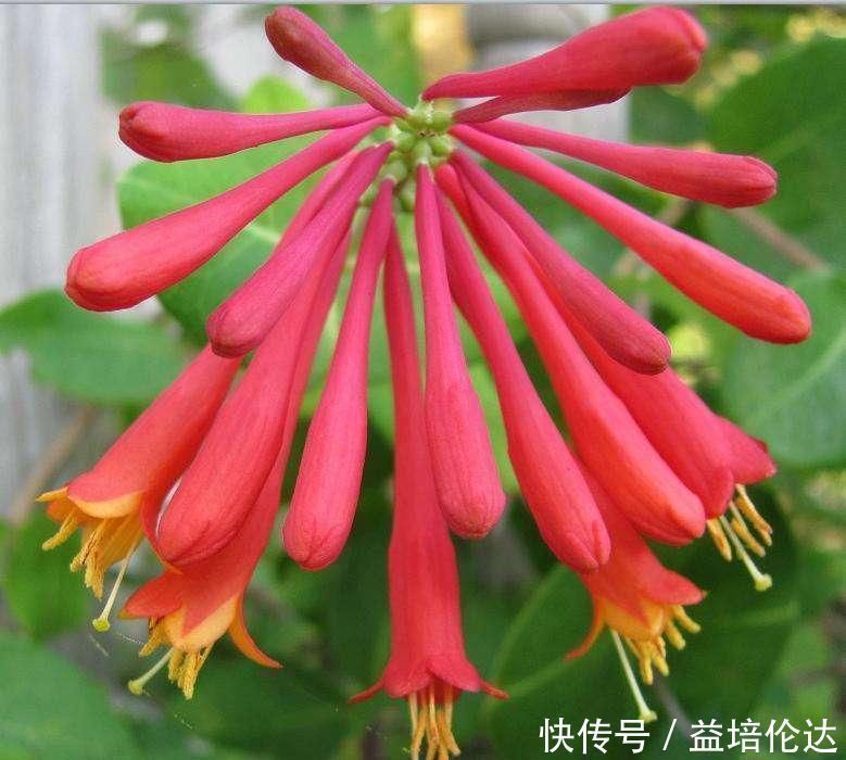 牡丹|不抽烟不喝酒，也要种此花，比牡丹还美，花开220天不落，易成活