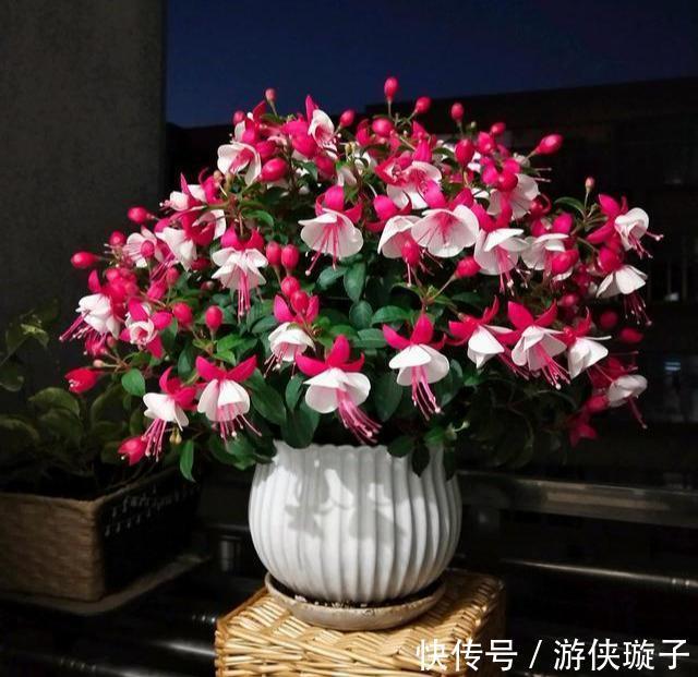 金钟|9种“勤劳花”,别名“天天开”,365天花不断,也不怕累坏了