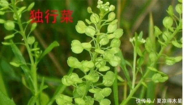 “辣辣菜”是一种怎样的植物