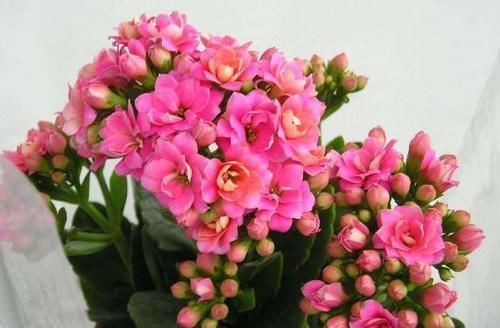 君子兰|养君子兰、长寿花,盆里撒点“万能肥”,新芽猛长,呼呼开花!