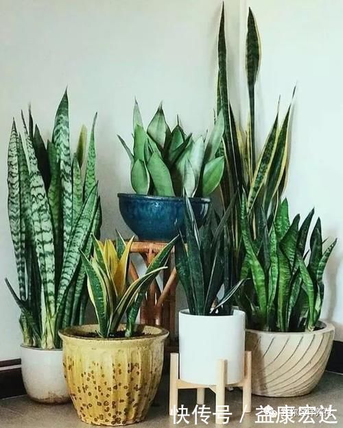 虎尾兰|客厅适合养的5种“耐旱花”，1个月不用浇水，反而爆盆！