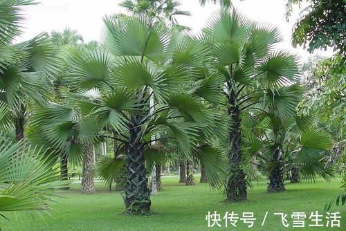 价值|乡下的一种植物,价值比人参都高!还可入药治病