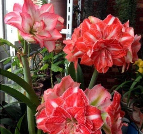 4种花是花卉中的佼佼者，好养易开花，花香四溢飘满屋，美爆了