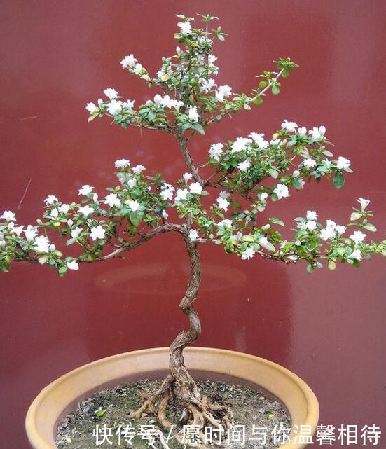 六月雪的盆景怎么养,方法都在这里