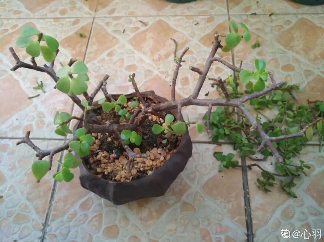 叶子|20种花，天凉了赶紧剪，来年开花有多又艳！