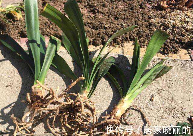花卉|养花叶子发黄怎么办,掌握方法技巧,轻松解决问题