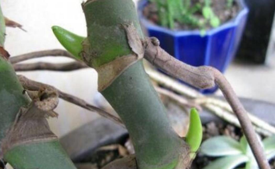 生根|养龟背竹,这个位置“切一刀”,一盆能变多盆