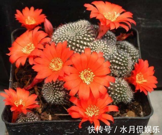 绿色|喜欢多肉,不如养盆“子孙球”,绿色的球体精致可爱!