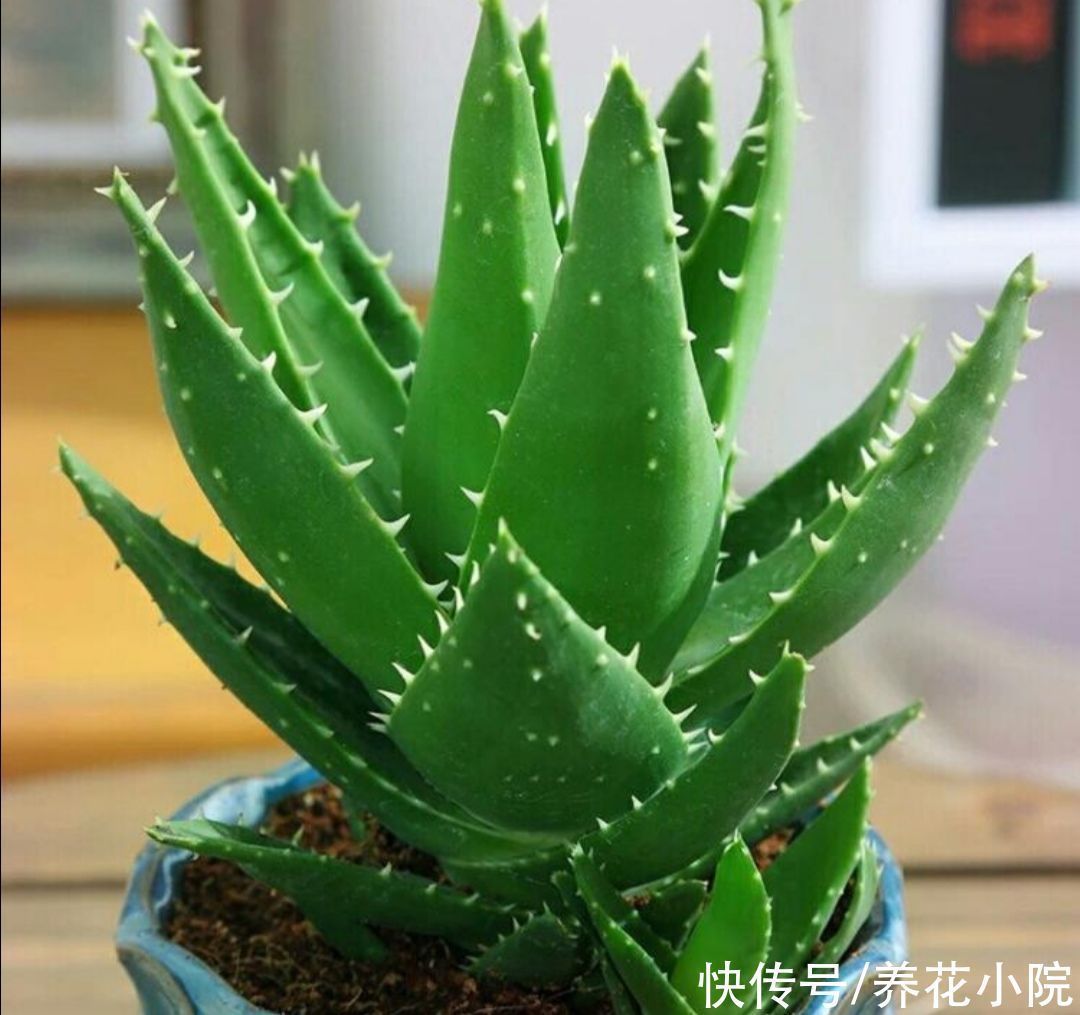 生长期|6种清新小绿植，摆放在室内观赏，漂亮大方，空气好