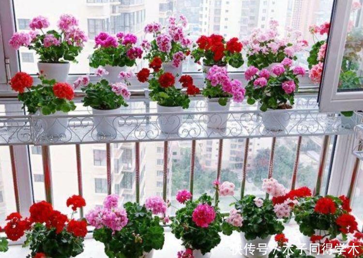 4种花是懒人的最爱,有阳光就爆盆,开花一簇簇!