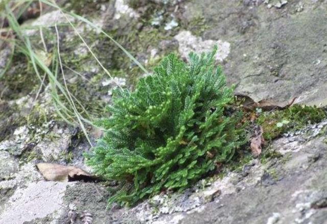 山上的1种“还魂草”,叶片枯萎却“活着”,种花盆里,价值高!