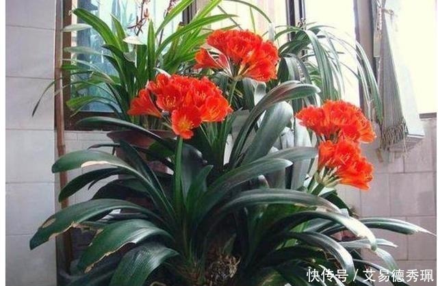 君子兰不开花？教你这样浇水，君子兰健壮不烂根，开花爆盆不是梦