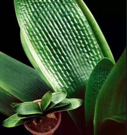 君子兰怎么养好, 遇到这些问题该怎么办君子兰养护秘籍送给你