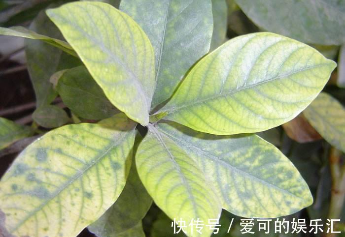 还在为花卉盆栽常见的几种病害烦恼,有了它,轻松解决一切问题