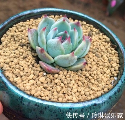 虹之玉锦|别人家和我家“多肉”对比图,能养得“丑”出境界的,真是辛苦了