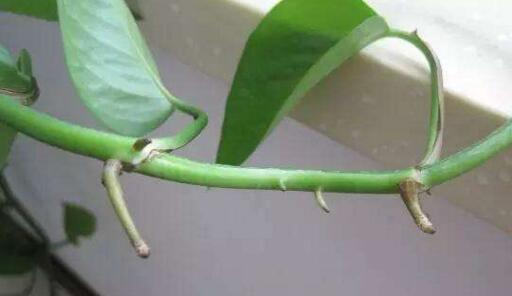 绿萝长气根“别乱剪”,找对原因“用对肥”,半年长到2米