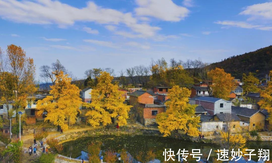 瀚水文化旅游公司|新县千斤乡杨高山村 “中原银杏第一村”的华丽蝶变（上）