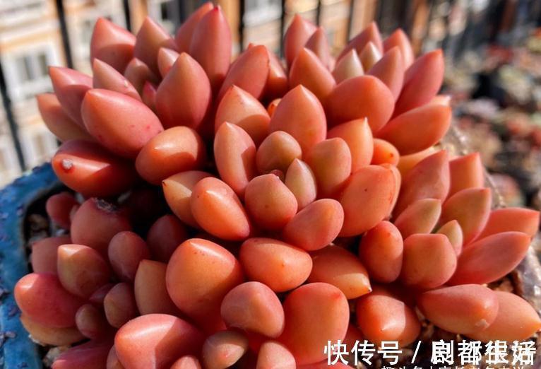 黄桃|想打造多肉十里桃林?别只盯着桃蛋,此8个品种也许更合你的口味