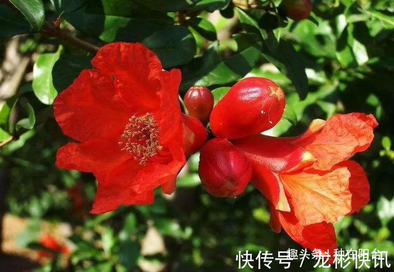 台友|你家盆景石榴不开花、不结果别急,一把剪刀就能解决!