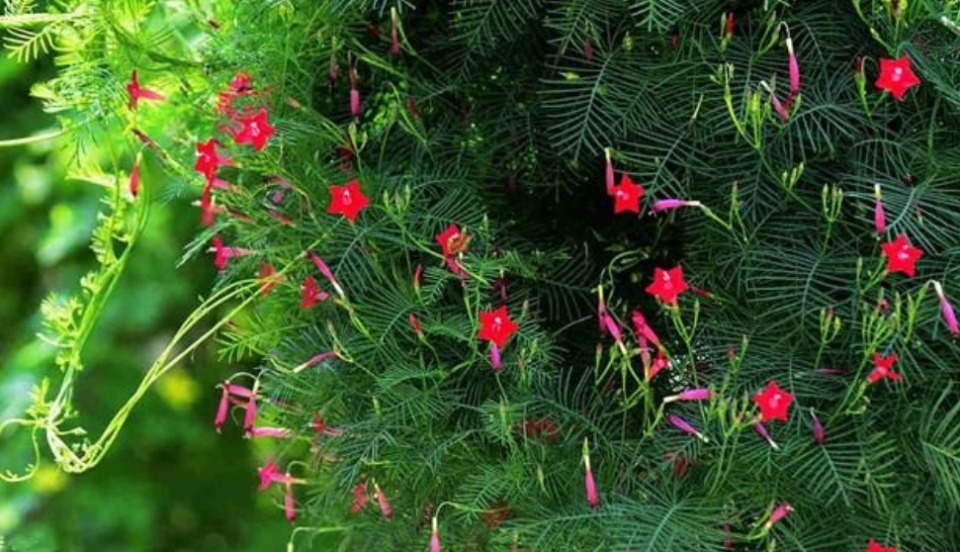 4种花最适合养家里，花朵硕大开花美，花香四溢飘满屋，美