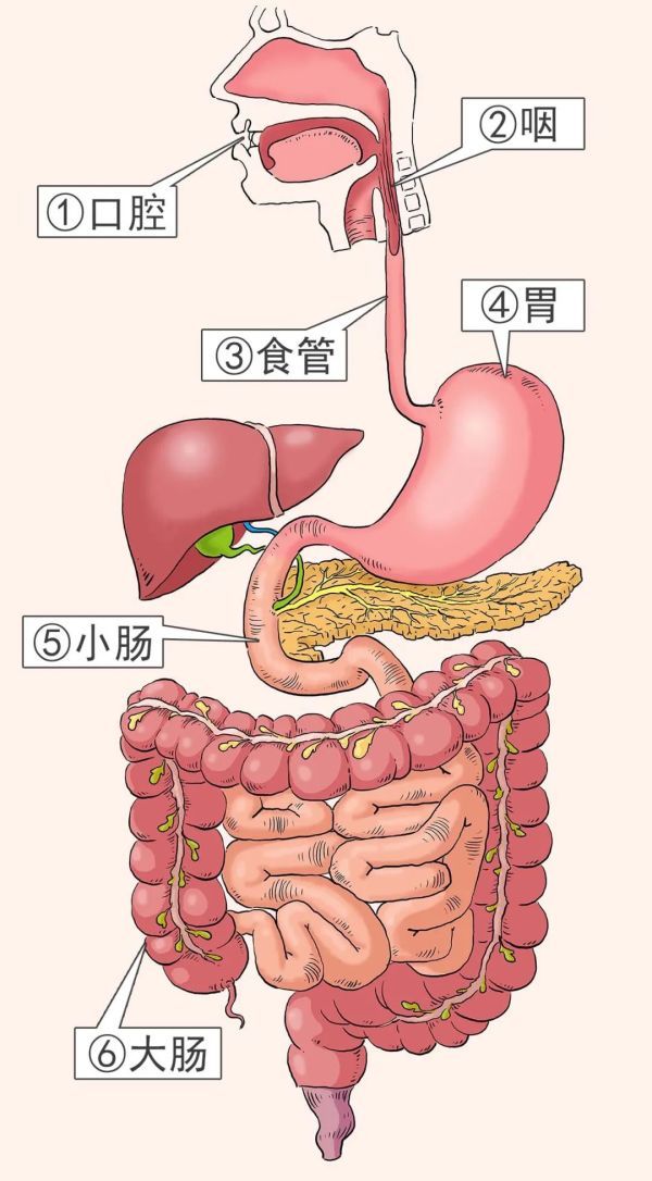 消化管|【漫绘科普】一顿饭的“消化道之旅”