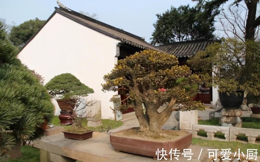 这三种植株盆栽,一般人不敢碰,老手才敢养,养得越久就越值钱