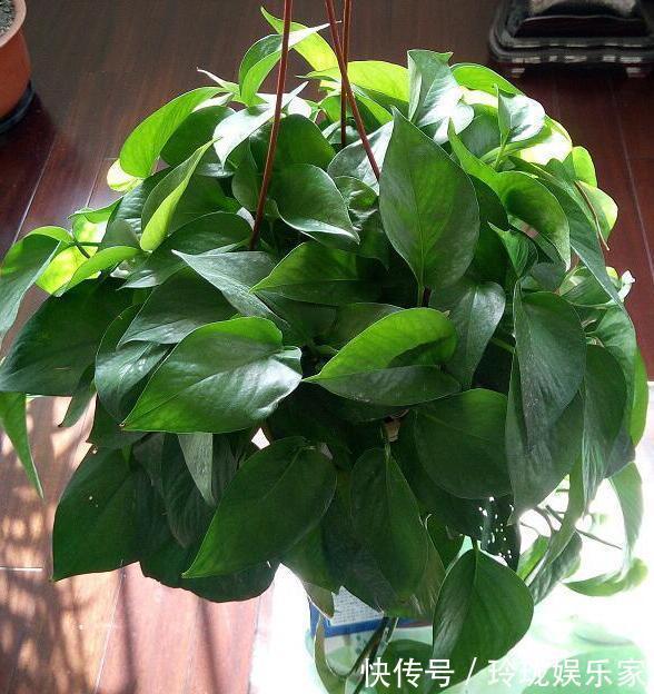 芝麻花|想要夏季养花,用作装饰阳台盆栽它们,一眼望去美不胜收