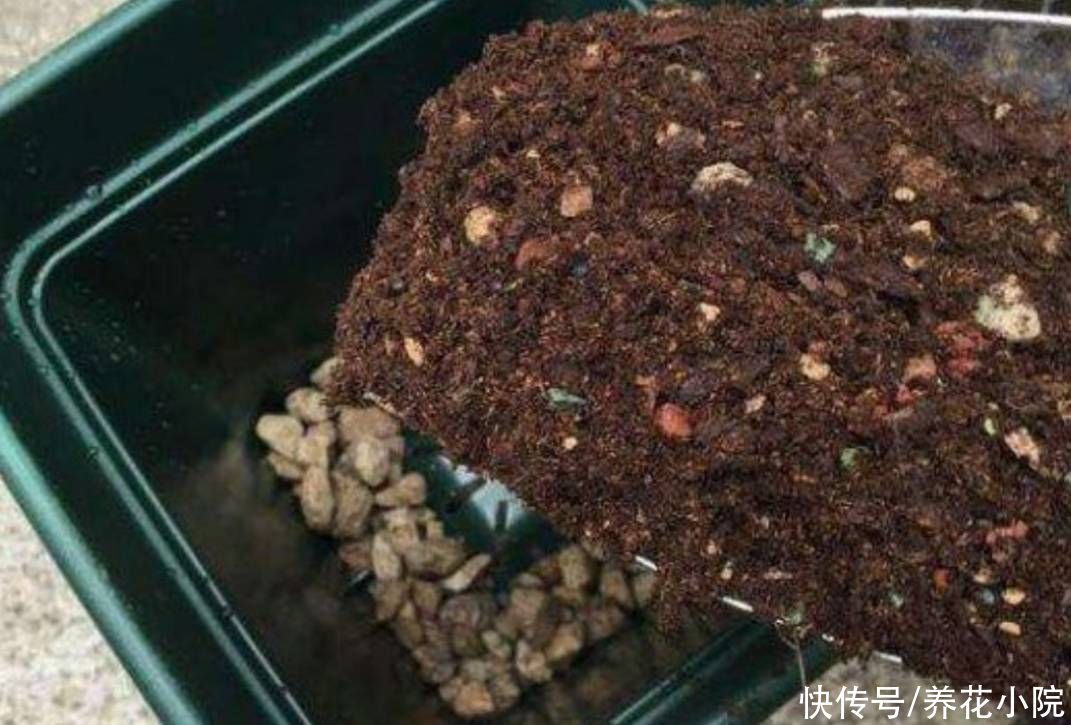 松针土|家里养花多，自制营养土，好用又省钱