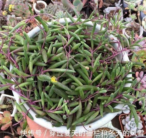 盆栽多肉紫玄月侧重这3小技巧,好看又好养,秋冬疯长新茎叶