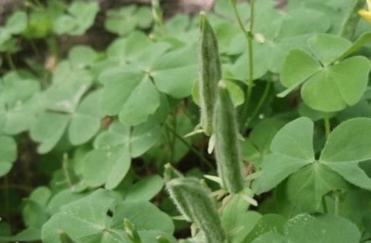 三叶酸|它叫三叶酸，很多人只摘叶吃，却不知地下藏“水晶萝卜”，吃过吗