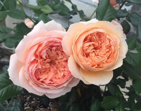 在阳台上就养这些花卉,好看又好养,很容易就长成瀑布