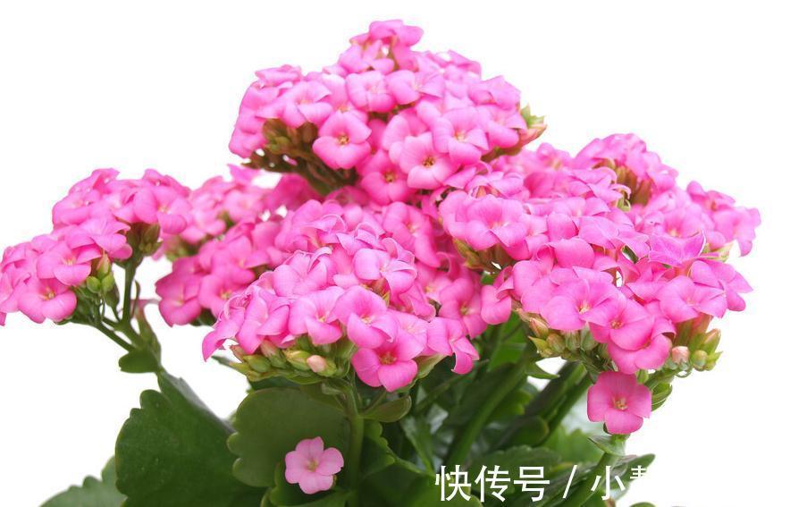 花苞|秋季养长寿花要注意什么，养护很重要，千万要注意