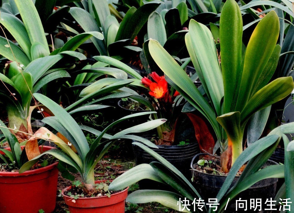 君子兰|君子兰害怕五件事,新手经常犯,难怪越养越糟糕