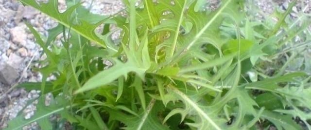 药用价值|农村一种野草叫“山莴苣”，路边遇见请珍惜，却是上佳的野菜