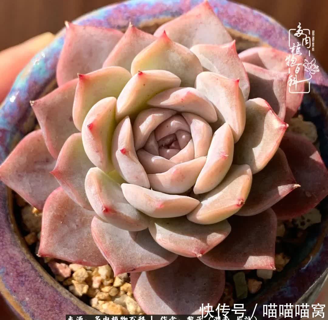 最温暖不过人间烟火,来自逆挂区的多肉!