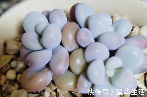 透气性|农村姑娘在院子里种多肉,选择多肉花盆经验分享:要好看也要实用