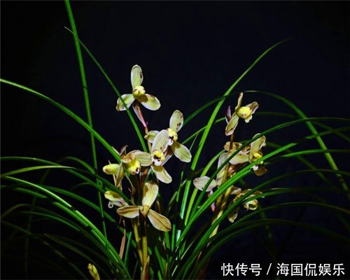 养花|兰花该如何安全度夏教你夏季养护兰花的3个小妙招,别说没提醒