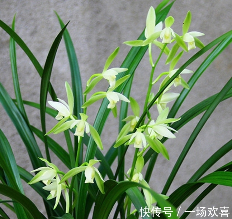 此兰花价格便宜,但性价比很高,香味扑鼻还好养,每年可开花4次