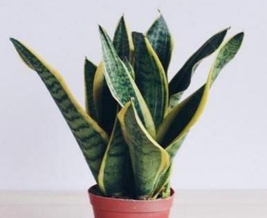 绿油漆|最爱喝酒四种花，一斤都不够喝，叶子像喷了绿油漆，翠绿油亮