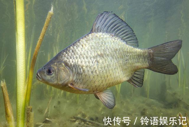 三番五次提醒你,打完窝后别做这些事,否则鱼获可能会减半