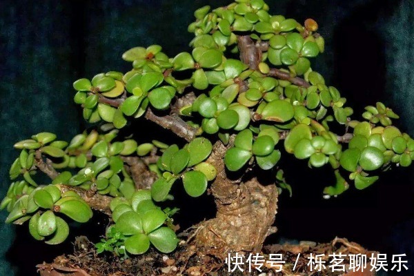 白发|马齿苋加一宝，煮水后洗头，能让白发变黑发，半月后还有大惊喜！