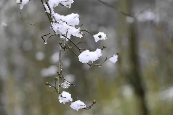 雪花儿|雪后小城，每一帧都美成屏保!