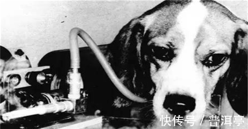 实验室|为证明抽烟无害,英国公司让狗每天抽100支烟,结果只换来6个字