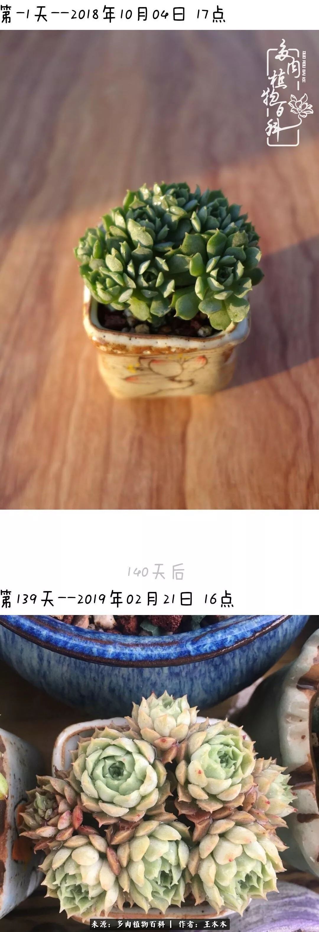 爱上多肉的第三个年头回看励志对比图,感悟岁月静好!