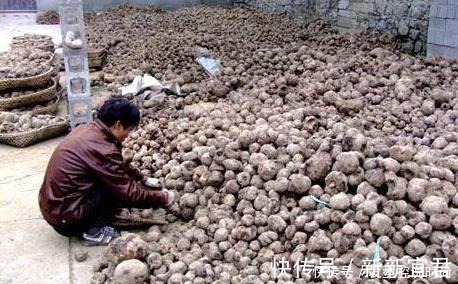 魔芋豆腐|亩产超3吨，全株有毒，手碰到也奇痒难忍，出口国外成高端食材