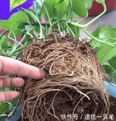 植物换盆后不易养活?老花农教你一招,换盆后蹭蹭疯长