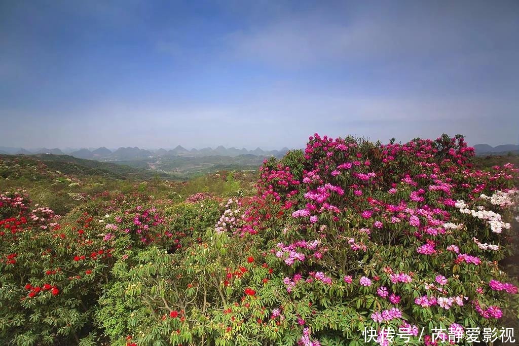 中国最大的天然杜鹃园，品种繁多芬芳缭绕，不经意间便沉醉其中