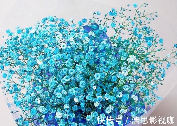 懒人最爱养的花，好养易爆盆，花朵清新优雅，花苞突突往外冒，美