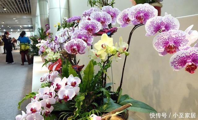 养花|冬天养花就怕浇四种水,浇得越多对花越有害,了解一下不吃亏